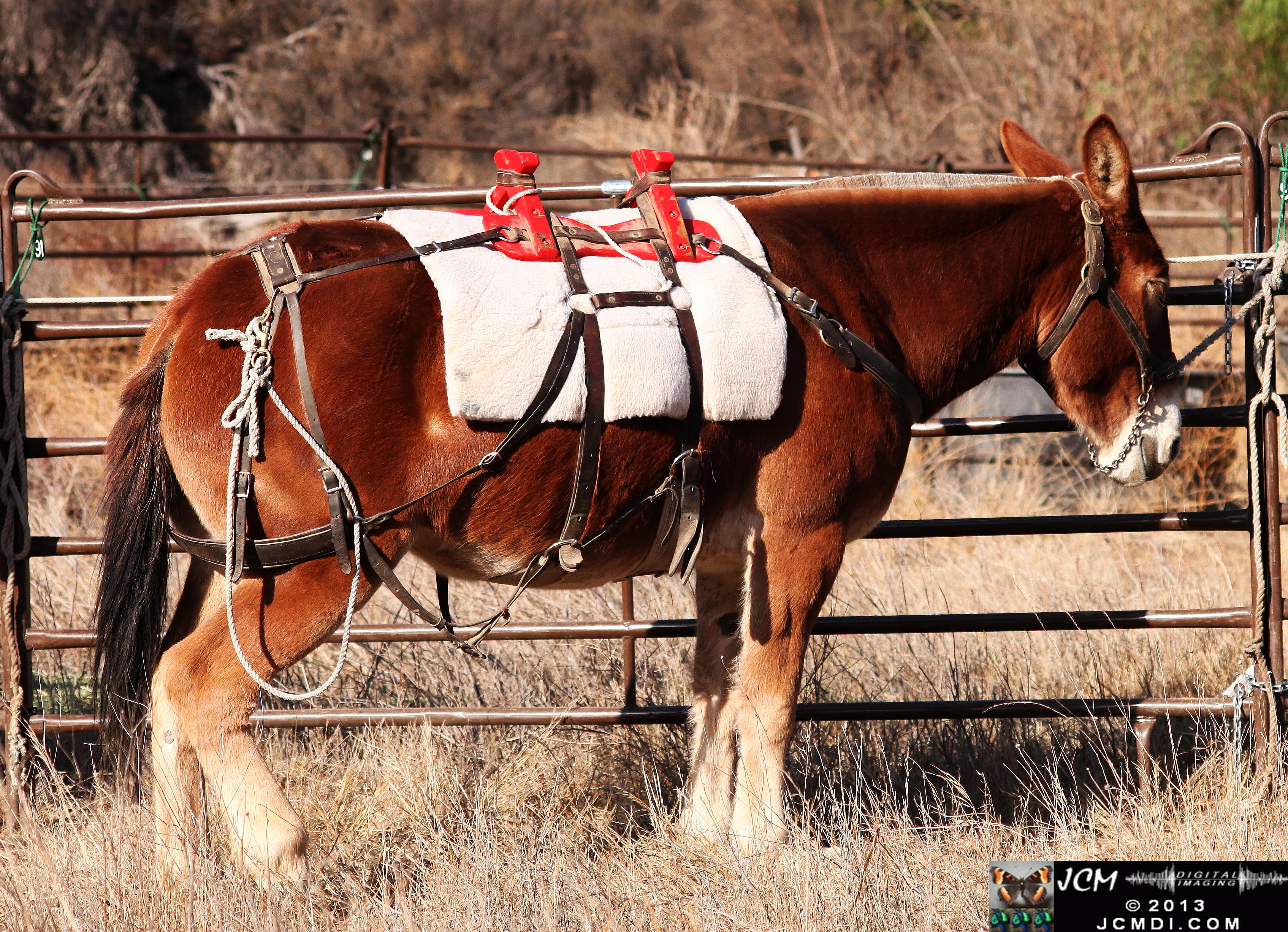 100 Mule Team at Whitney Canyon